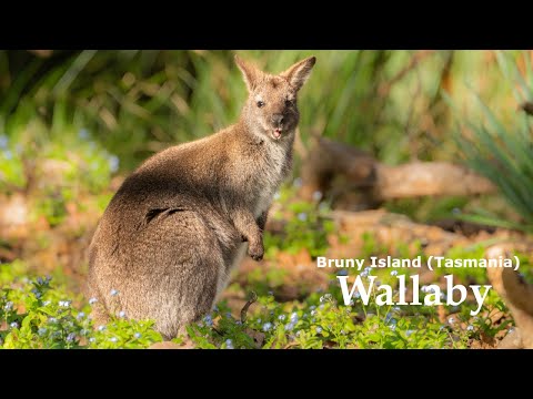 Wallaby on Bruny Island having lunch