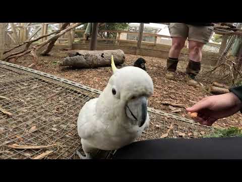 2023 Bonorong Wildlife Sanctuary Tasmania Part 2: Cockatoo