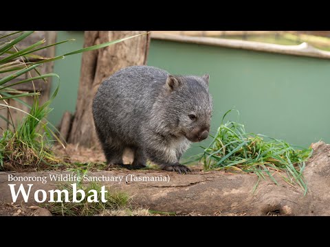 2023 Bonorong Wildlife Sanctuary Tasmania Part 3: Wallaby