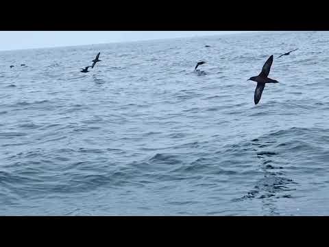 Black Shearwater Ballestas Islands