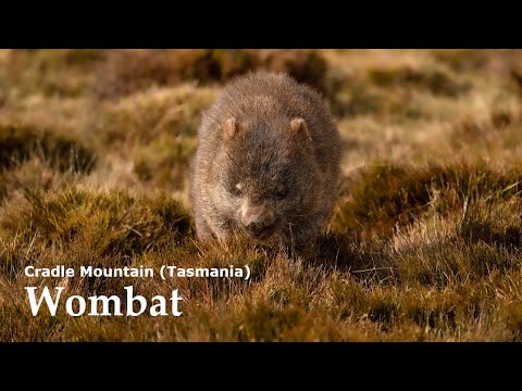 Wombat at Cradle Mountain